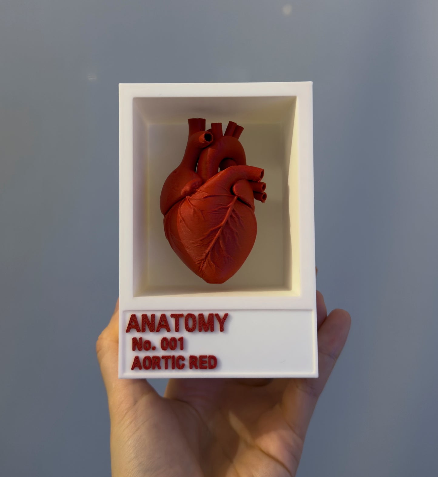 Anatomy Color Series